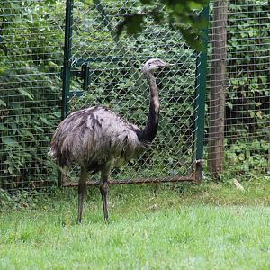 Greater Rhea