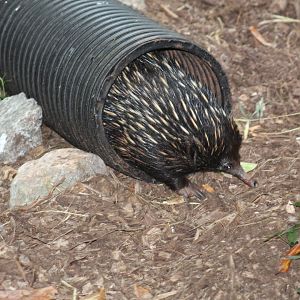 Short-Beaked Echidna