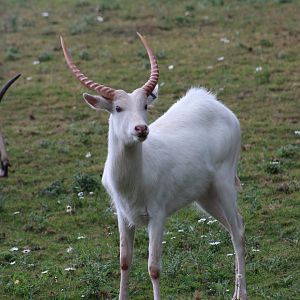 Leucistic Kafue Lechwe