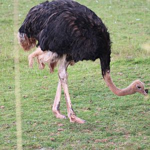 Red-Necked Ostrich