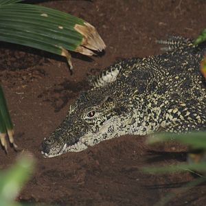 Cuban Crocodile