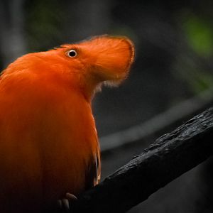 Guinean Cock of the Rock
