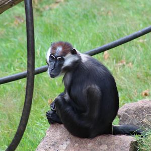 Red-Capped Mangabey