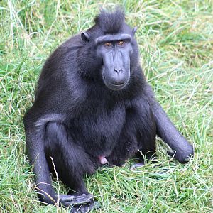 Sulawesi Crested Macaque