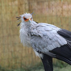 Secretarybird