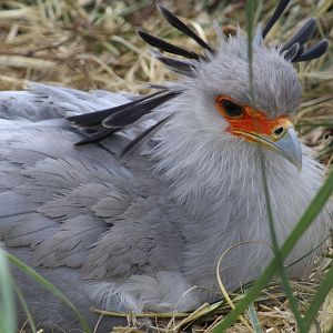 Secretarybird