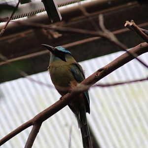 Blue-Crowned Motmot