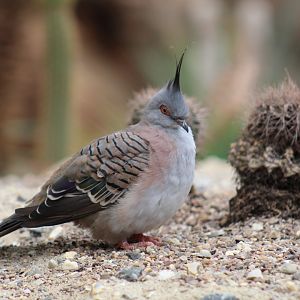Crested Pigeon