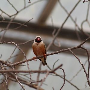 Red-Billed Quelea