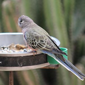 Bourke's Parrot
