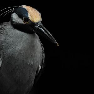Yellow Crowned Night Heron