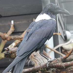 Pied crow - Corvus albus