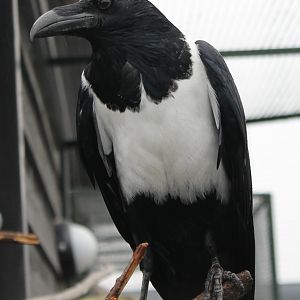 Pied crow - Corvus albus