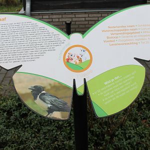 Sign Pied crow - Corvus albus