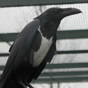 Pied crow - Corvus albus