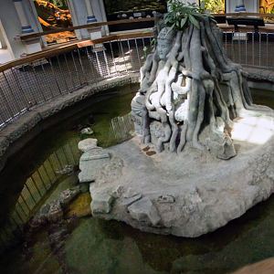 Mar. 2017 - Reptile House - Chinese Alligator Exhibit