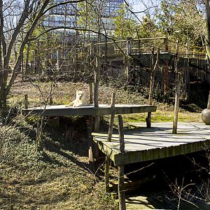 Mar. 2017 - White Lions of Timbavati Panorama