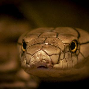 Mar. 2017 - Reptile House - King Cobra