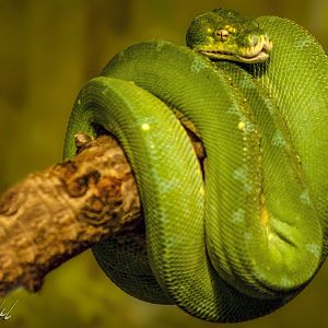 Mar. 2017 - Reptile House - Green Tree Python