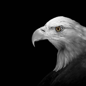 Mar. 2017 - Wings Of Wonder - Sam