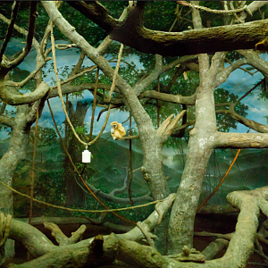 Mar. 2017 - Jungle Trails - Gibbon/Orangutan Indoor Exhibit (Panorama)