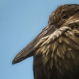 Mar. 2017 - Jungle Trails - Hammerkop