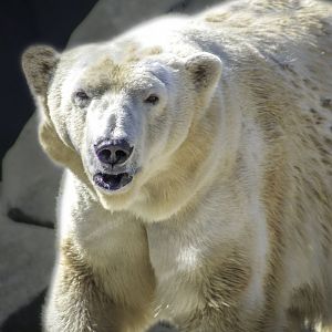 Mar. 2017 - Lords Of The Arctic - Anana