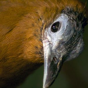 Mar. 2017 - Wings Of The World - Another Successful Capuchinbird Photo