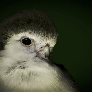 Mar. 2017 - Wings Of The World - African Pygmy Falcon