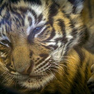 Mar. 2017 - Children's Zoo - Tiger Cub