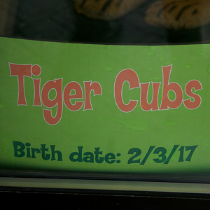 Mar. 2017 - Children's Zoo - "Come Look at the Baby Lions!"