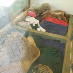 Mar. 2017 - Children's Zoo - Tiger Cub Exhibit