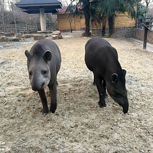 South American Tapir