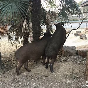 Tapirs feeding on the palm