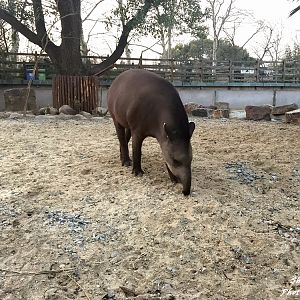 New  tapir exhibit
