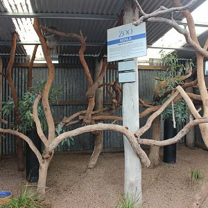 1st Koala enclosure