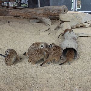 Meerkats