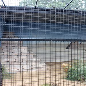 Fennec Fox enclosure