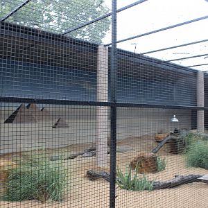 Fennec Fox enclosure
