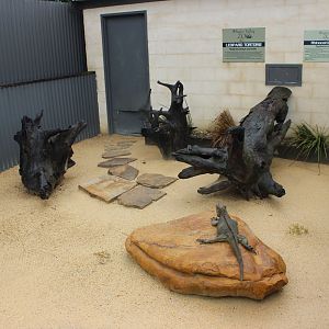 Rhinoceros Iguana and Leopard Tortoise enclosure