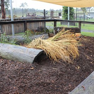 Common Wombat enclosure