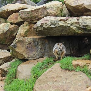Yellow-Footed Rock-Wallaby
