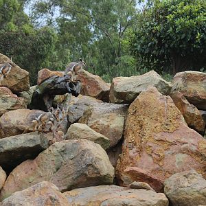 Yellow-Footed Rock-Wallabies