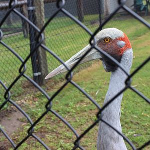 Brolga