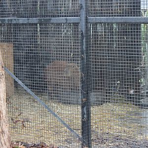 Capybara in the Spider Monkey enclosure