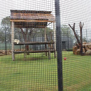 White Lion enclosure