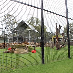 Tawny Lion enclosure