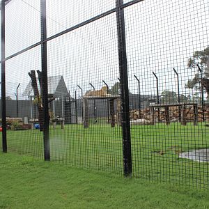 Tawny Lion enclosure