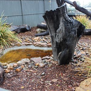 Tasmanian Devil enclosure
