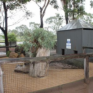 Southern Hairy-Nosed Wombat enclosure